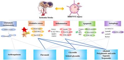 Neuroprotective Effect for Cerebral Ischemia by Natural Products: A Review